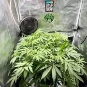 First (R)DWC Grow Pineapple Kush