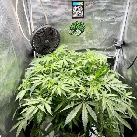 First (R)DWC Grow Pineapple Kush