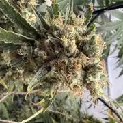 DWC Pineapple Kush (first try)