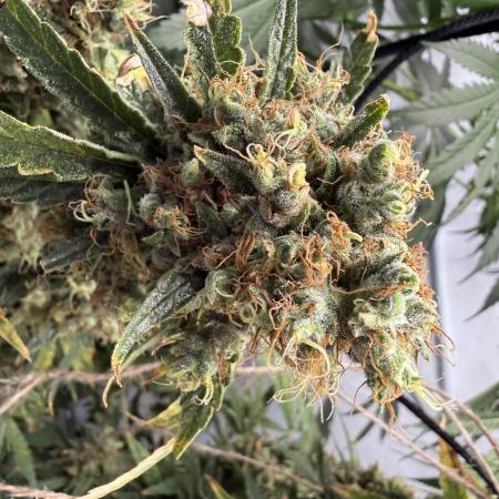 DWC Pineapple Kush (first try)