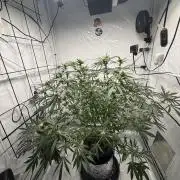 DWC Pineapple Kush (first try)
