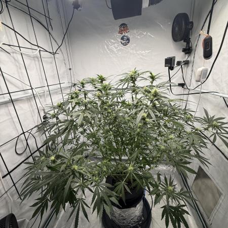 DWC Pineapple Kush (first try)