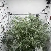 DWC Pineapple Kush (first try)