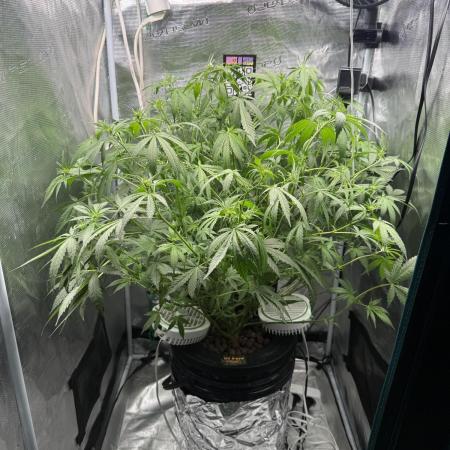 First Time DWC Pineapple Kush Grow