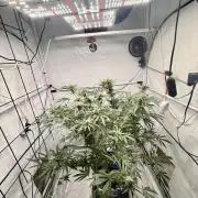 DWC Pineapple Kush (first try)