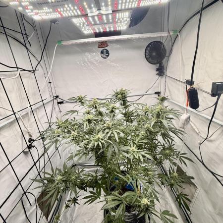 DWC Pineapple Kush (first try)