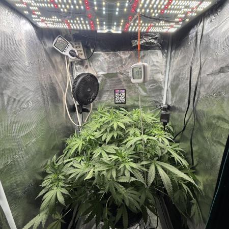 First Time DWC Pineapple Kush Grow