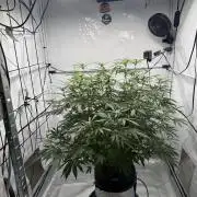 First Time DWC Pineapple Kush Grow
