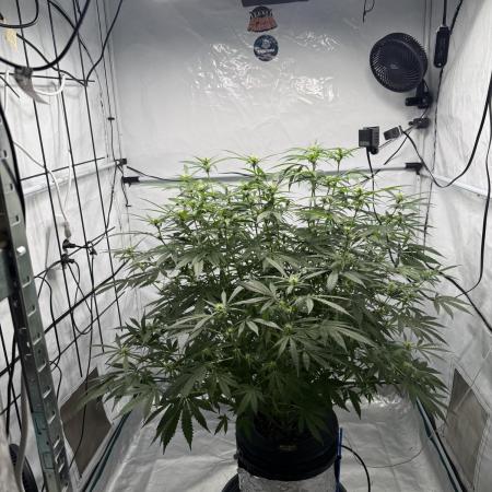 First Time DWC Pineapple Kush Grow