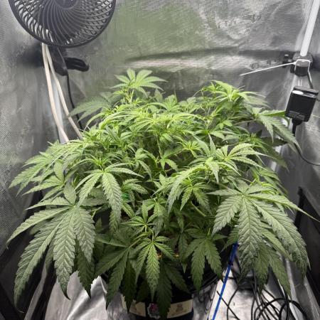 DWC Pineapple Kush (first try)