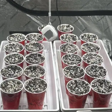 FIRST GROW 2026
