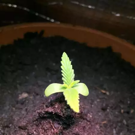 hindu kush 