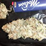 Barney’s Critical Kush photo