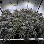 Super Buff Cherry #26 - no-till