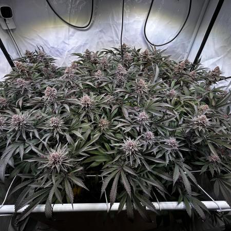 Super Buff Cherry #26 - no-till