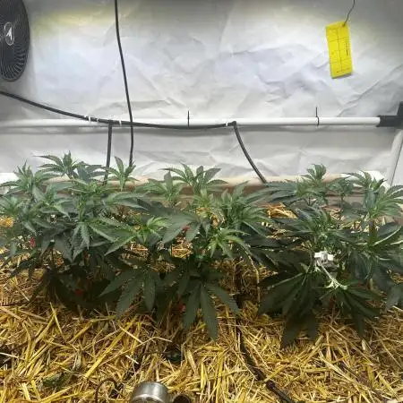 Super Buff Cherry #26 GMLS Cut