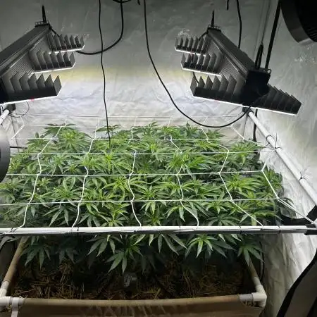 Super Buff Cherry #26 - no-till