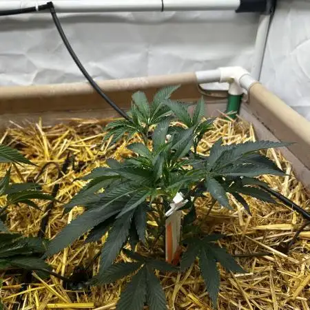 Super Buff Cherry #26 GMLS Cut
