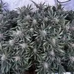 Super Buff Cherry #26 - no-till