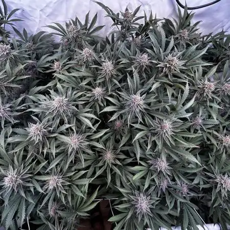 Super Buff Cherry #26 - no-till