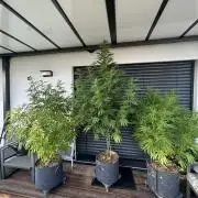 Outdoor 2026