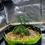 Bananaconda #4