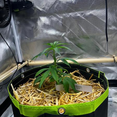 Bananaconda #4