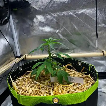 Bananaconda #4