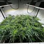 Super Buff Cherry #26 - no-till