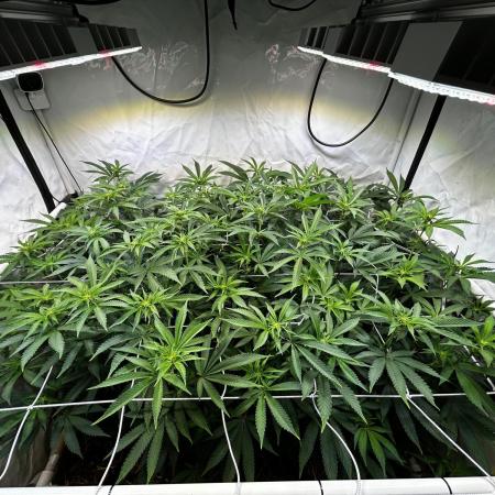 Super Buff Cherry #26 - no-till