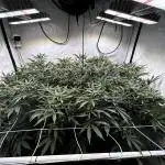 Super Buff Cherry #26 - no-till