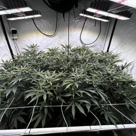 Super Buff Cherry #26 - no-till