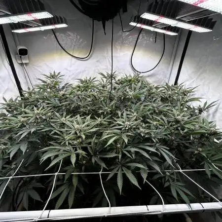 Super Buff Cherry #26 - no-till