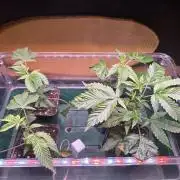 Thin Mintz x Jealousy - no till