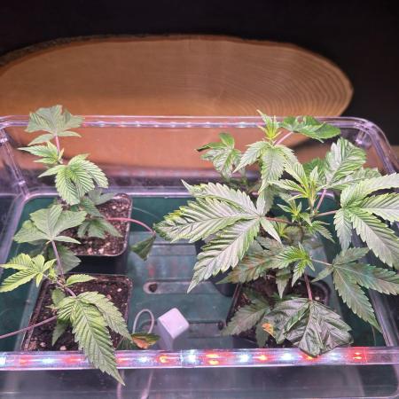 Thin Mintz x Jealousy - no till