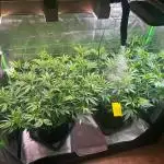 Basement Grow