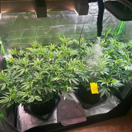 Basement Grow