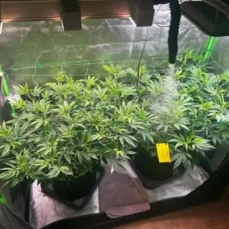 Basement Grow