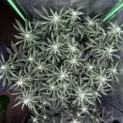 Permanent Chimera #35