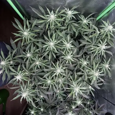 Permanent Chimera #35