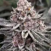 Super Buff Cherry #26 - no-till