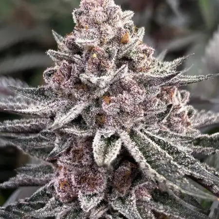 Super Buff Cherry #26 - no-till