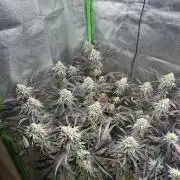 Permanent Chimera #35