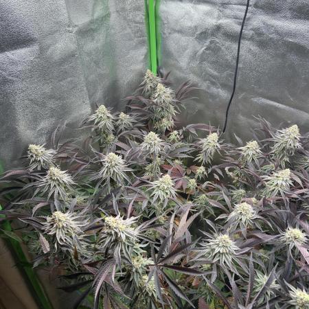 Permanent Chimera #35