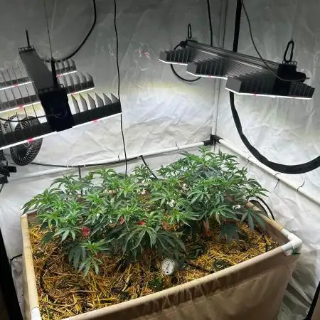 Super Buff Cherry #26 GMLS Cut