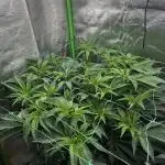 Permanent Chimera #35