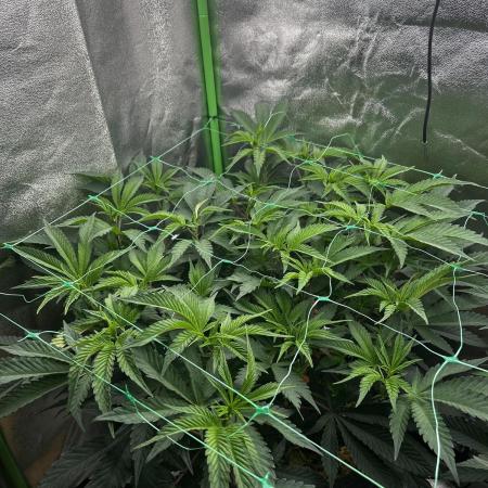 Permanent Chimera #35