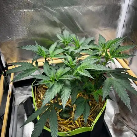 Bananaconda #4