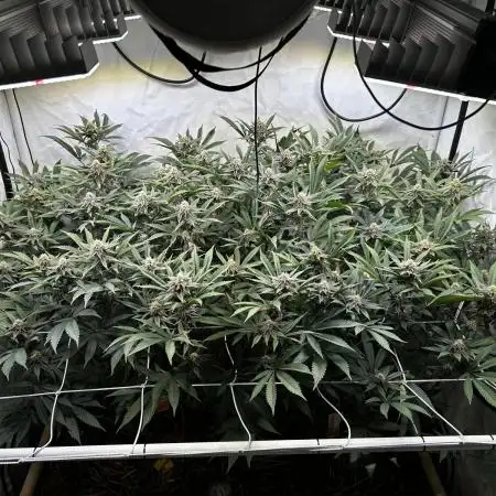 Super Buff Cherry #26 - no-till