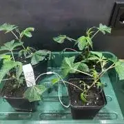 Thin Mintz x Jealousy - no till